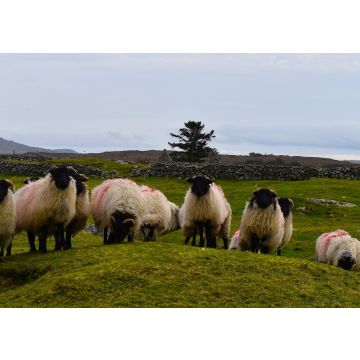 Lais Puzzle - Schafherde im Connemara-Nationalpark, Grafschaft Galway, Irland - 100, 200, 500 & 1.000 Teile
