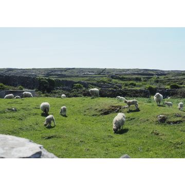 Lais Puzzle - Aran-Insel, Irland, Schaf - 100, 200, 500 & 1.000 Teile