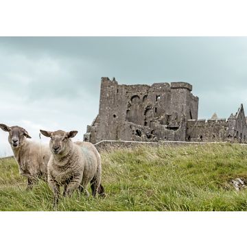 Lais Puzzle - Schafe mit dem Rock of Cashel im Hintergrund, in der Nähe von Cashel in Irland - 100, 200, 500 & 1.000 Teile