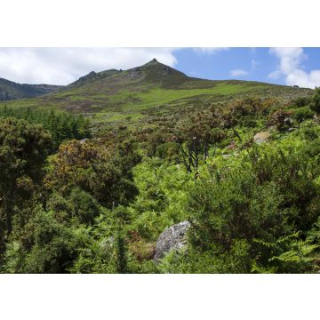 Lais Puzzle - Überquerung der Hänge der Comeragh Mountains, Irland - 100, 200, 500 & 1.000 Teile