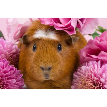 Lais Puzzle - Meerschweinchen in rosa Blumen - 2.000 Teile