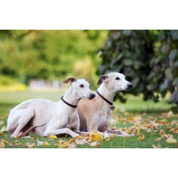 Lais Puzzle - Whippet - 2.000 Teile