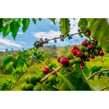 Lais Puzzle - Kaffeefarm in Manizales, Kolumbien - 2.000 Teile