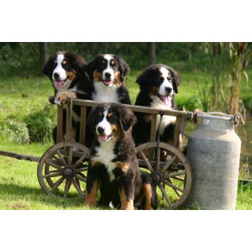 Lais Puzzle - Berner Sennenhund - 2.000 Teile