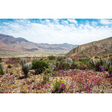 Lais Puzzle - Blühende Wüste (Spanisch: desierto florido) Atacama, Chile - 2.000 Teile