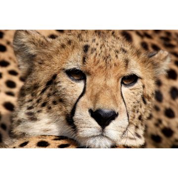 Lais Puzzle - Gepard - 2.000 Teile