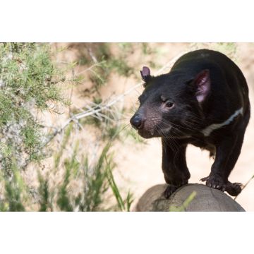 Lais Puzzle - Tasmanien Teufel Nahaufnahme Porträt, Australien - 2.000 Teile