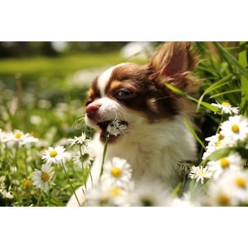 Lais Puzzle - Chihuahua - 2.000 Teile