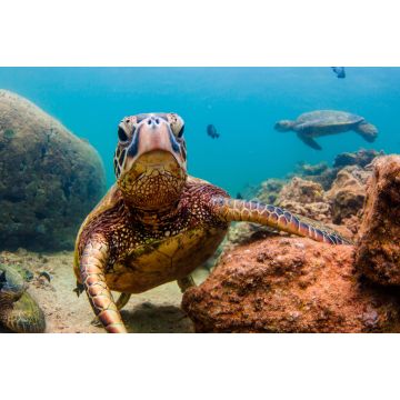 Lais Puzzle - Hawaiianische Meeresschildkröte - 2.000 Teile