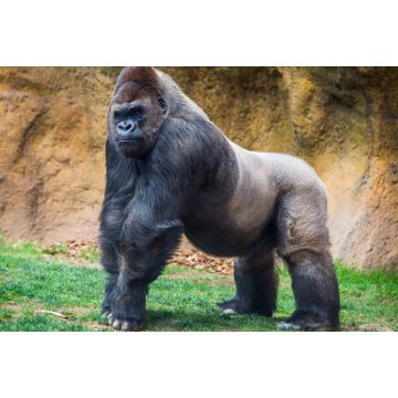 Lais Puzzle - Gorilla - 2.000 Teile