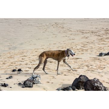 Lais Puzzle - Rampur WIndhund - 2.000 Teile