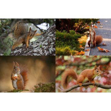 Lais Puzzle - Collage Eichhörnchen - 2.000 Teile