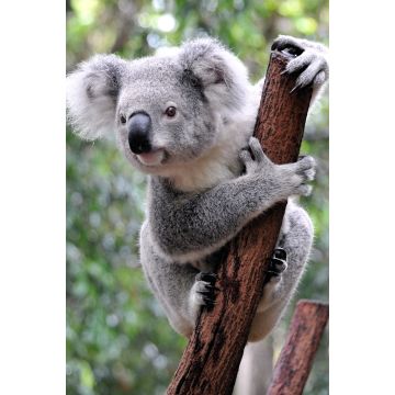 Lais Puzzle - Koala Australien - 2.000 Teile