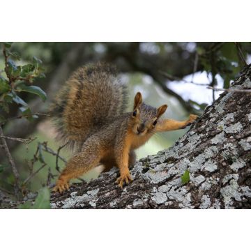 Lais Puzzle - Eichhörnchen posiert - 2.000 Teile