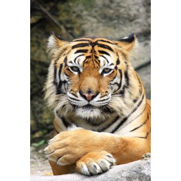 Lais Puzzle - Tiger - 2.000 Teile