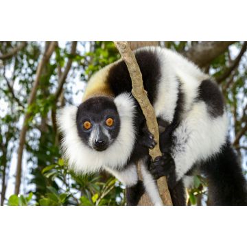 Lais Puzzle - Lemur - 2.000 Teile