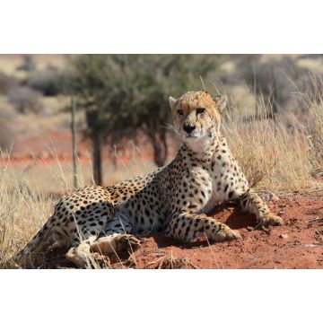 Lais Puzzle - Gepard - 2.000 Teile