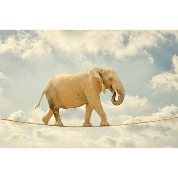 Lais Puzzle - Elefant auf Seil - 2.000 Teile