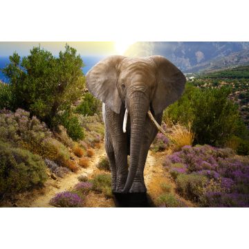 Lais Puzzle - Elefant - 2.000 Teile