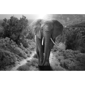 Lais Puzzle - Elefant schwarz weiß - 2.000 Teile