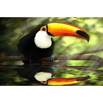 Lais Puzzle - Tukan - 2.000 Teile