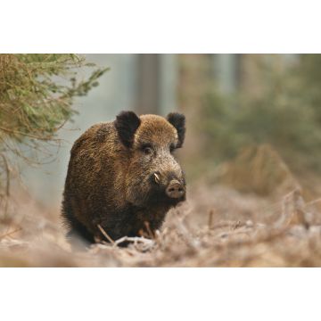 Lais Puzzle - Wildschwein - 2.000 Teile