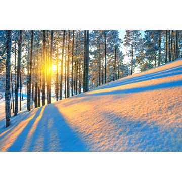 Lais Puzzle - Sonnenschein im winterlichen Wald - 2.000 Teile