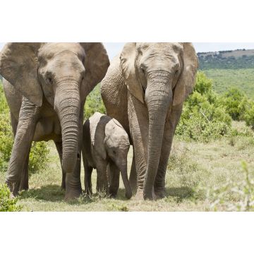 Lais Puzzle - Elefantenfamilie - 2.000 Teile