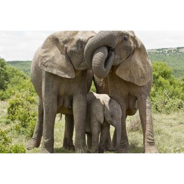 Lais Puzzle - Elefanten - 2.000 Teile
