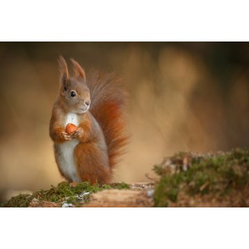 Lais Puzzle - Eichhörnchen - 2.000 Teile