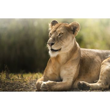 Lais Puzzle - Löwin - 2.000 Teile