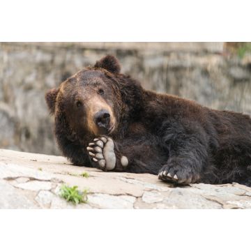 Lais Puzzle - Bär - 2.000 Teile