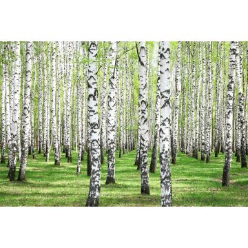 Lais Puzzle - Erstes Frühlingsgrün im Birkenwald - 2.000 Teile
