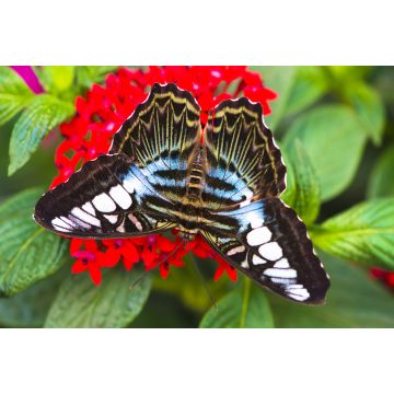 Lais Puzzle - Schmetterling - 2.000 Teile