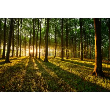 Lais Puzzle - Lichtstrahlen im Wald - 2.000 Teile