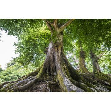 Lais Puzzle - Großer alter Baum - 2.000 Teile