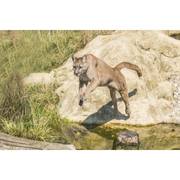 Lais Puzzle - Springender Puma - 2.000 Teile
