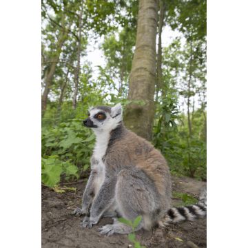 Lais Puzzle - Lemur - 2.000 Teile