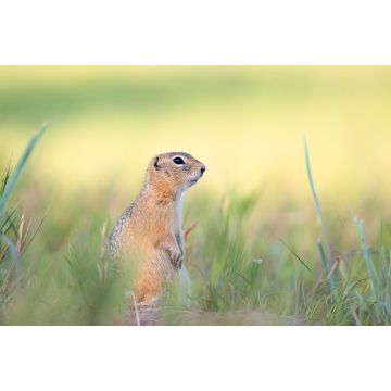 Lais Puzzle - Erdhörnchen - 2.000 Teile