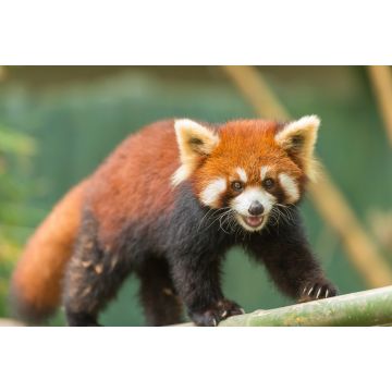 Lais Puzzle - Kleiner Panda - 2.000 Teile