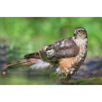 Lais Puzzle - Sperber - 2.000 Teile