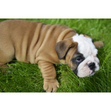 Lais Puzzle - Bulldogge - 2.000 Teile
