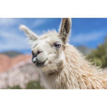 Lais Puzzle - Lama - 2.000 Teile