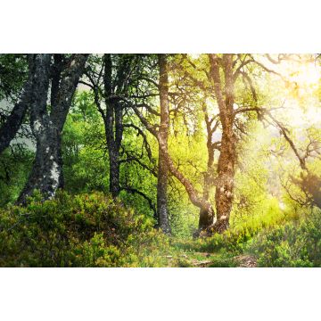 Lais Puzzle - Zauberwald - 2.000 Teile