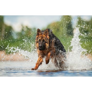 Lais Puzzle - Schäferhund - 2.000 Teile