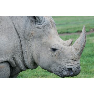 Lais Puzzle - Nashorn - 2.000 Teile