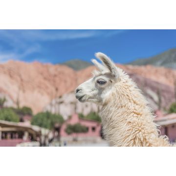 Lais Puzzle - Lama - 2.000 Teile