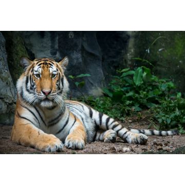 Lais Puzzle - Tiger - 2.000 Teile