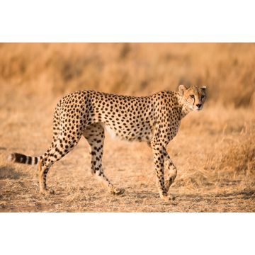 Lais Puzzle - Gepard - 2.000 Teile