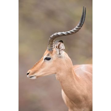 Lais Puzzle - Impala Antilope - 2.000 Teile